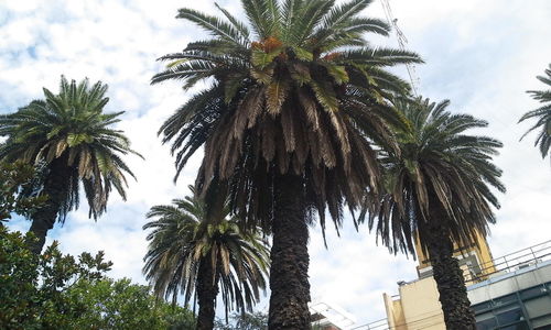 Low angle view of palm trees against sky