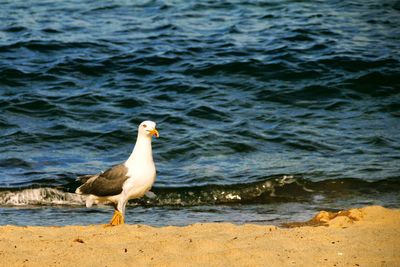 Seagull on beach