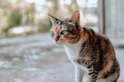 Close-up of cat