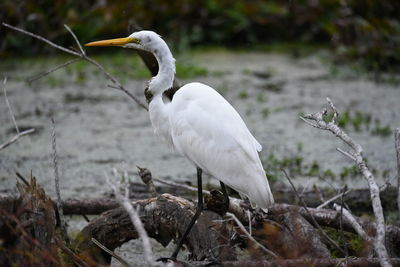 White egret on land