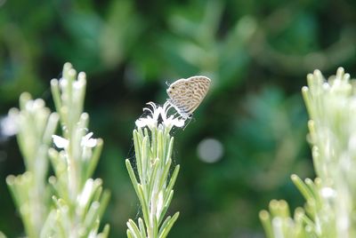 Close-up of butterfly pollinating on flower