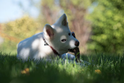 Portrait of dog sitting on land