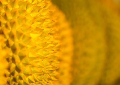 Macro shot of yellow flowering plant