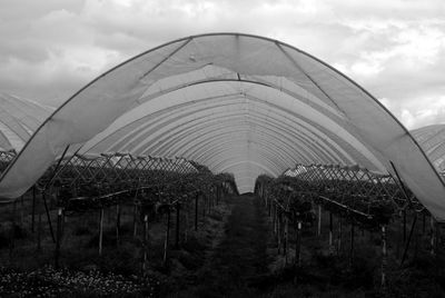 Plants growing in green house