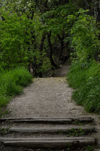 Footpath passing through forest