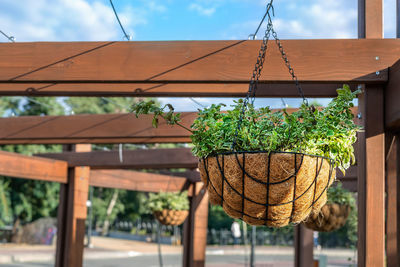 Low angle view of potted plants hanging outside house