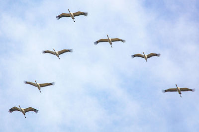 Low angle view of birds flying in sky