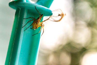 Close-up of insect