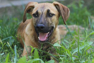 Close-up portrait of dog