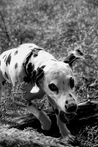 Close-up portrait of dalmatian