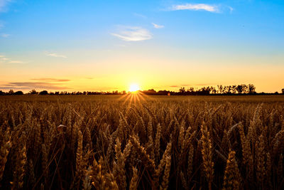 Golden field with ripe wheat ear