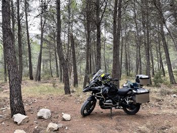 Bicycles parked on tree trunk in forest