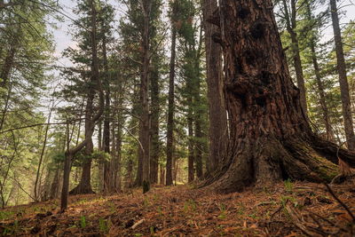 Low angle view of pine trees in forest