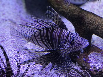 Close-up of peacock in sea