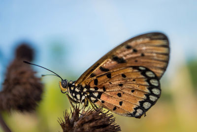 Close-up of butterfly on leaf