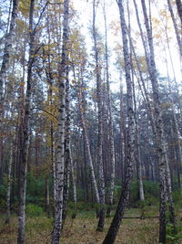 Trees in forest against sky