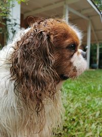 Close-up of a dog looking away