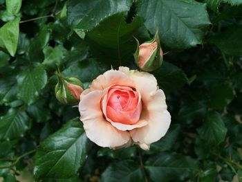 Close-up of rose plant