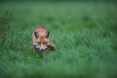 Dog on grassy field