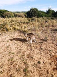 View of deer on field