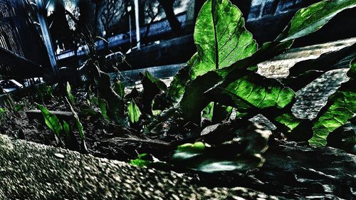 Close-up of ivy growing on tree