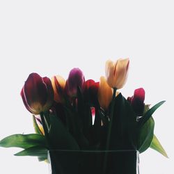 Close-up of flowers