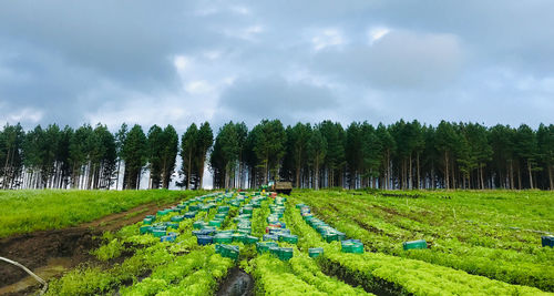 Panoramic shot of trees on field against sky