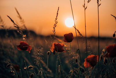 Close-up of silhouette plants with red poppy  on field against sky during sunset