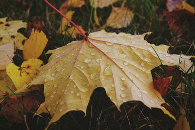 Close-up of wet leaves