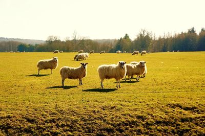 Sheep on field against sky