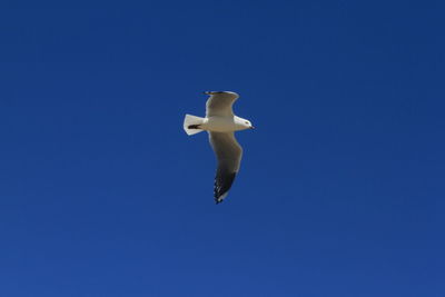 Low angle view of bird flying against clear blue sky