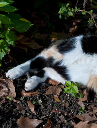 High angle view of cat sleeping