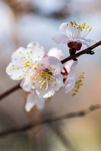 Close-up of white flowers