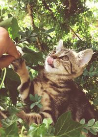 Cat on hand against plants