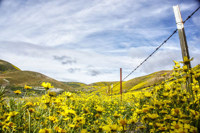 Close-up of oilseed rape field against sky