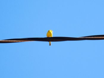 Low angle view of bird perching on cable against blue sky