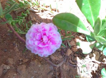 High angle view of pink flowers blooming outdoors