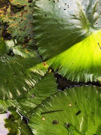 High angle view of leaves floating on water