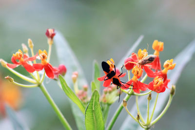 Close-up of insect on red flowers