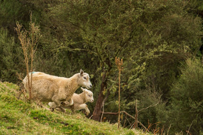 Sheep running on landscape