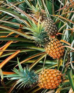 Close-up of pineapples growing on tree