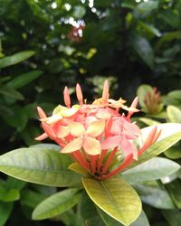 Close-up of pink flowers blooming outdoors