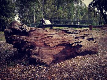 View of tree trunk in forest