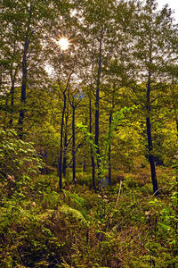 Trees in forest against sky