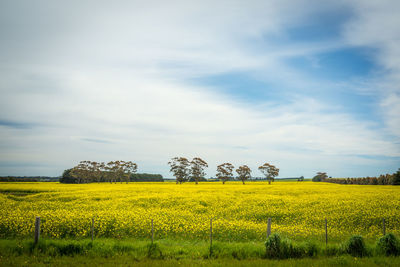 Scenic view of oilseed rape field against sky