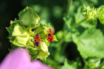 Close-up of ladybug on flower