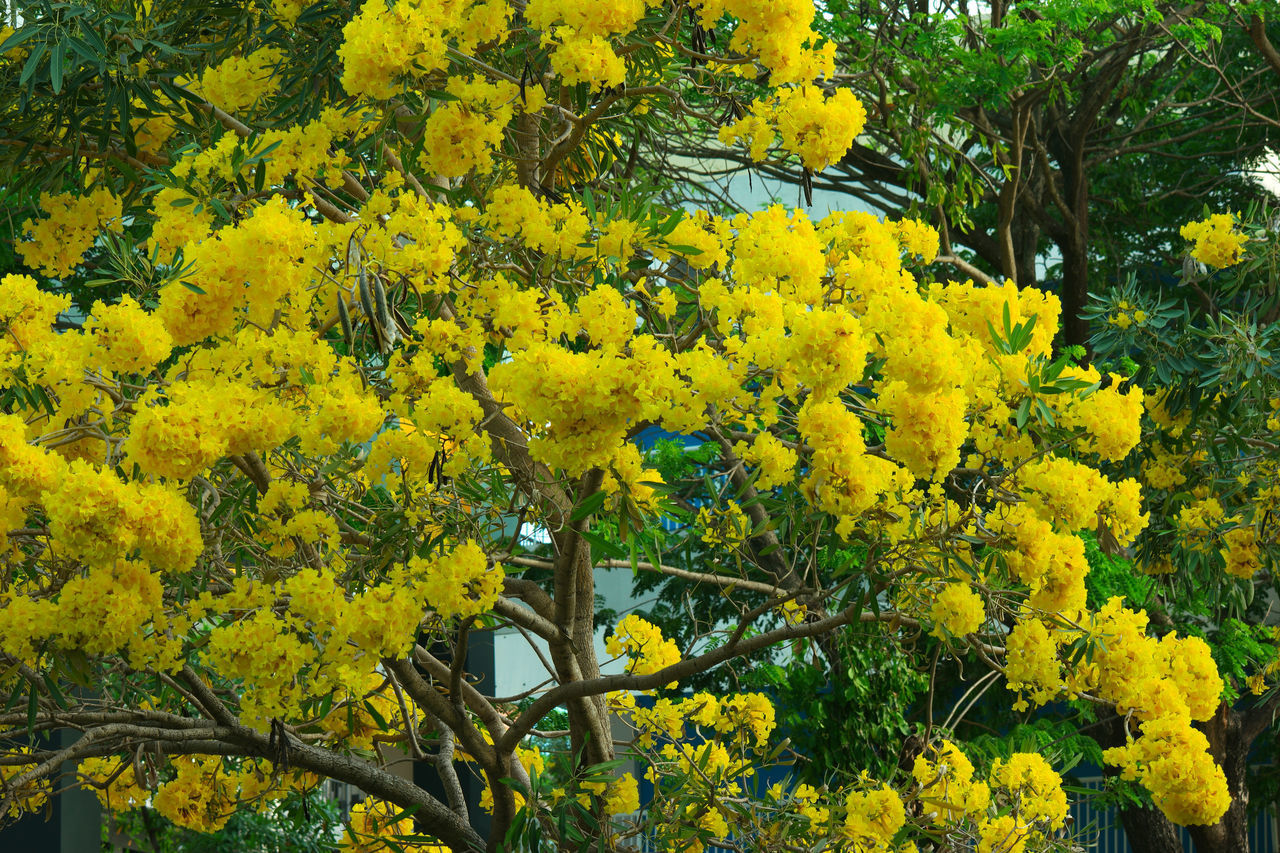 CLOSE-UP OF YELLOW FLOWERING PLANT AGAINST TREE