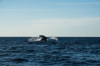 Humpback whale cavorting near islas marietas near bucerias bay, punta mita, mexico