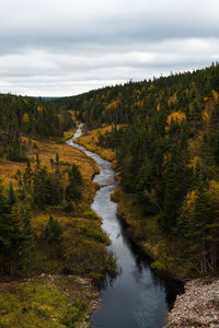 Scenic view of river amidst trees in forest against sky