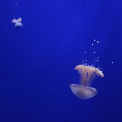 Close-up of jellyfish against blue background